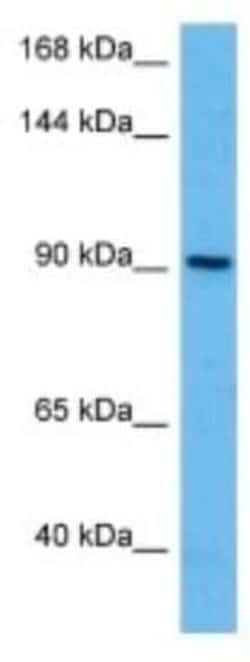 PCDHGC5 Rabbit anti-Human, Polyclonal, Novus Biologicals 100 &mu;g | Buy Online | Novus Biologicals | Fisher Scientific